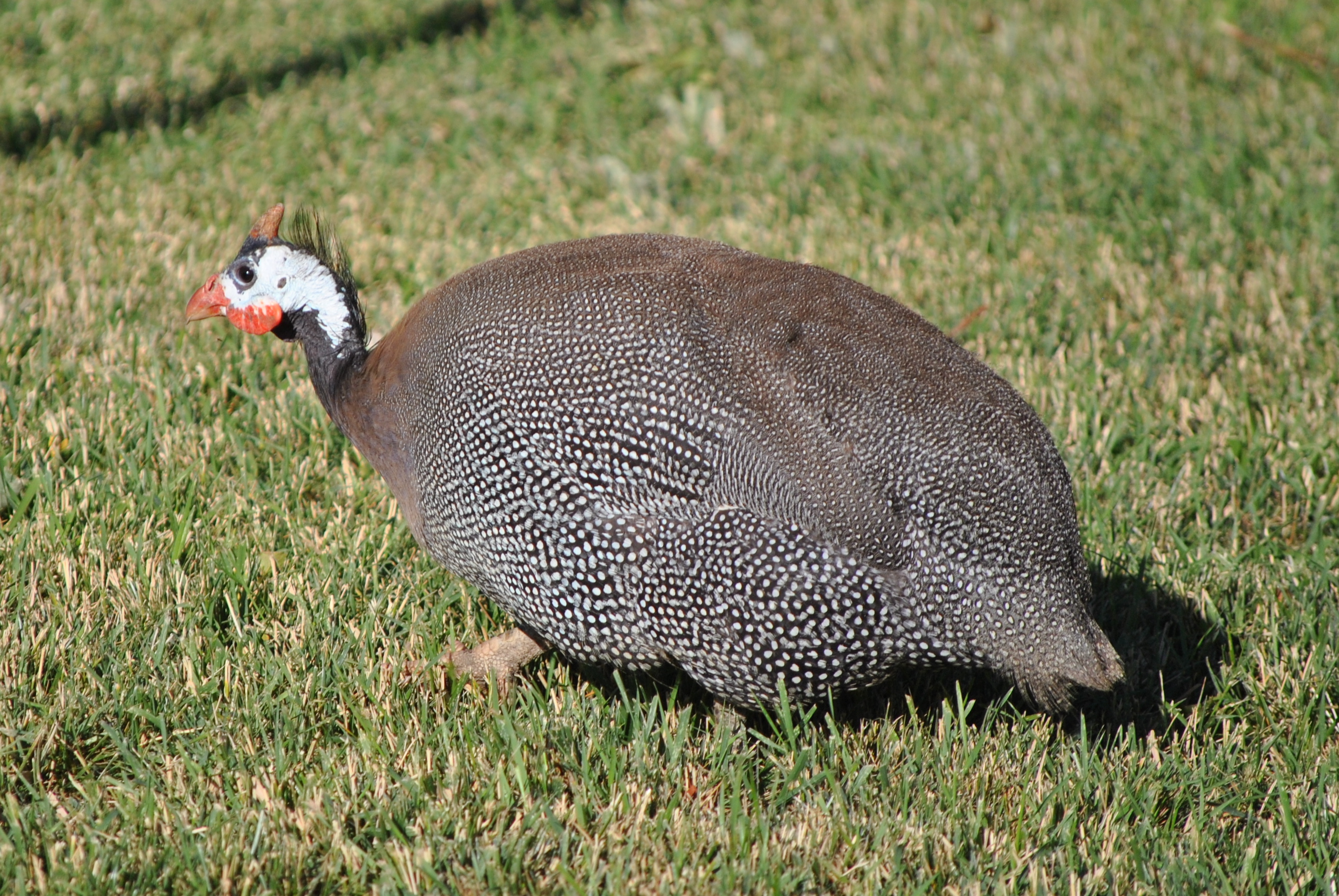 building-a-coop-for-guinea-fowl-youtube