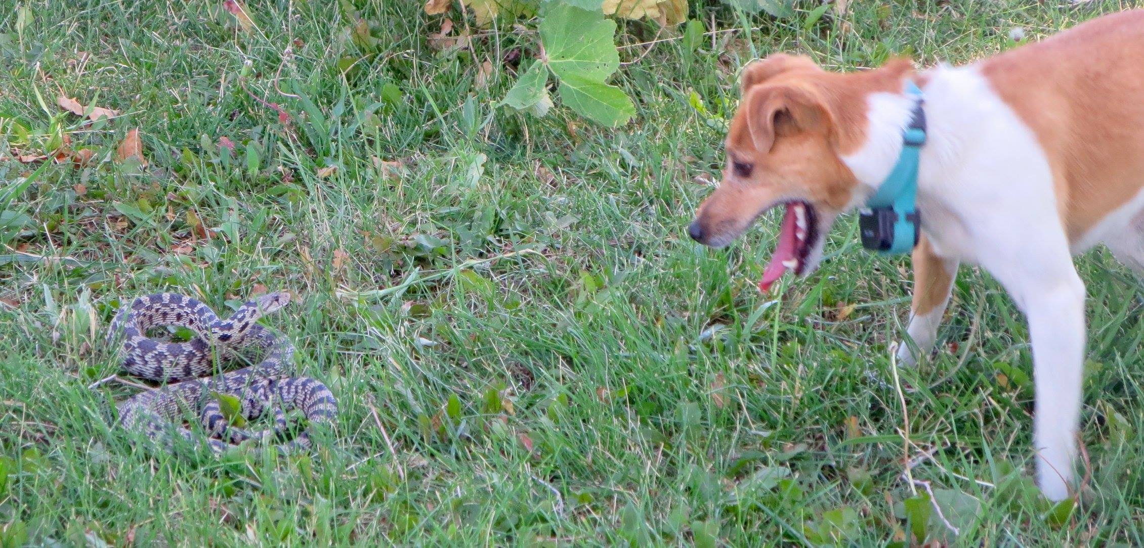 Dog Vs Snake This Western Life