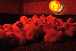 chicks keeping warm under their brooder