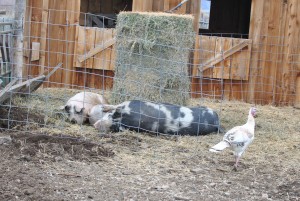 Pigs sleeping in their hay