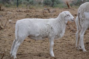 Dorper Hair Sheep – Cross S Ranch