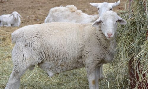 Dorper Hair Sheep – Cross S Ranch